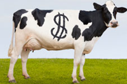 professional website assets are cash cows for small business revenue